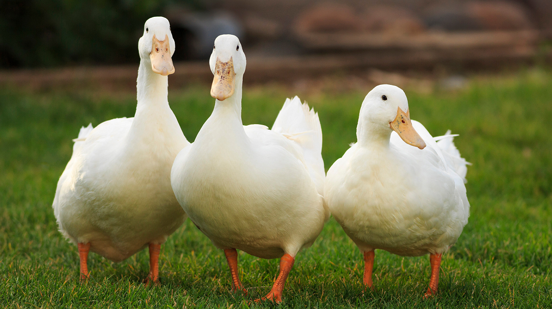 PUTTING THE DUCKS IN A ROW – GETTING READY TO REMORTGAGE.